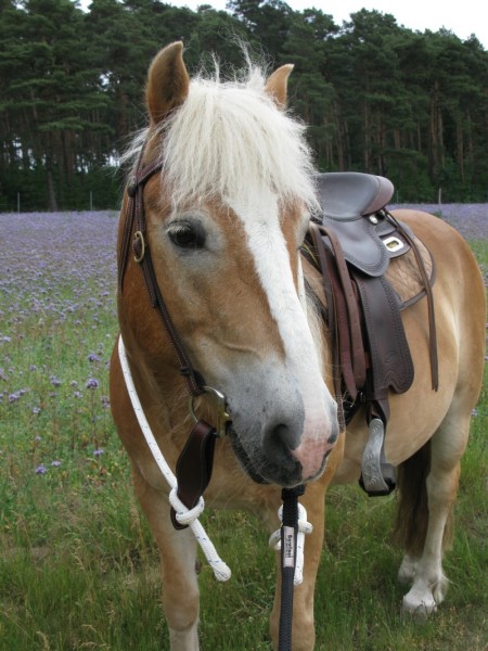walzer seit 2014 signal und westernreiten friederike erlinghagen dipl biologin burgwedel walzer seit 2014 signal und westernreiten friederike erlinghagen dipl biologin burgwedel
